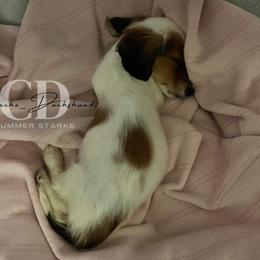 Dachshund Puppies from Camacho_Dachshunds