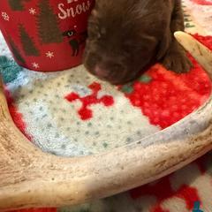 Gray - Chocolate male Labrador Retriever puppy in Normantown, West Virginia from Meadows Labradors