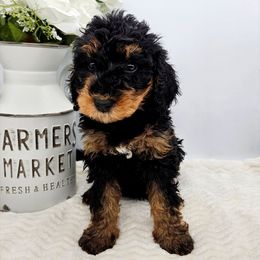 Pixie - Phantom female Bernedoodle puppy in Neillsville, Wisconsin from Rose River Farms