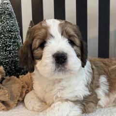 Saint Berdoodles from Darling Farm Doodles