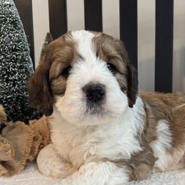 Saint Berdoodles from Darling Farm Doodles