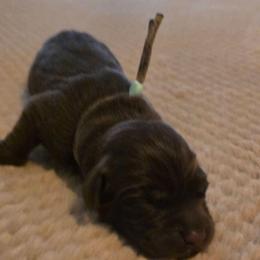 Girl 2 - Chocolate female Labrador Retriever puppy in Oxford, Georgia from Cornish Mountain Labradors