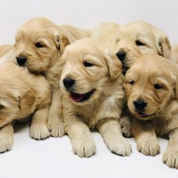 Golden Retriever Puppies from Barb Felt's Golden Retrievers
