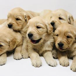 Golden Retriever Puppies from Barb Felt's Golden Retrievers