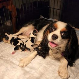 Cavalier King Charles Spaniel Puppies from KC's Kingdom Cavaliers
