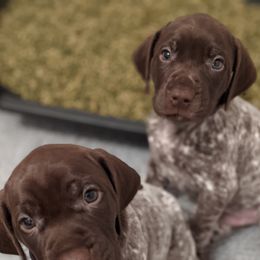 German Shorthaired Pointers from Breezy Valley German Shorthaired Pointers