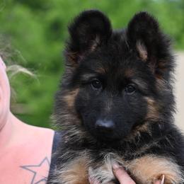 Riley - Black and red female German Shepherd puppy in Azle, Texas from Nuckols-Alsup Canines German Shepherds