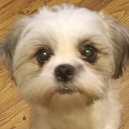 JoJo - Shih Tzu