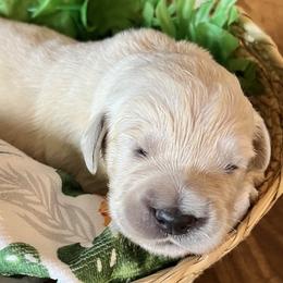 Teal collar - Light golden female Golden Retriever puppy in Ingleside, Texas from Sweetbay Goldens