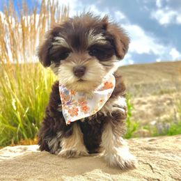 Bali - Miniature Schnauzer puppy from Schnauzers on Robinson Lane