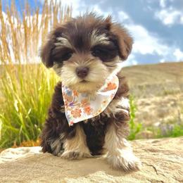 Bali - Miniature Schnauzer puppy from Schnauzers on Robinson Lane