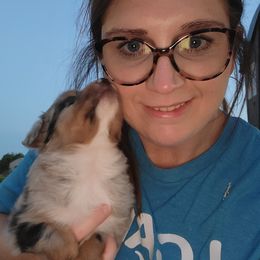 Australian Shepherd Puppies from Rustic Roots Australian Shepherds