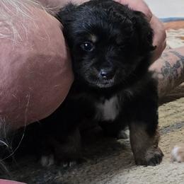 Fatboy - Black tri male Miniature Australian Shepherd puppy in Martin, South Dakota from Kings Point Mini and Toy Aussies