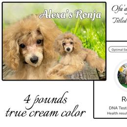 Ronja - Poodle