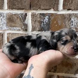 Waffles - Dapple male Dachshund puppy in Enterprise, Alabama from Kismet Doxies