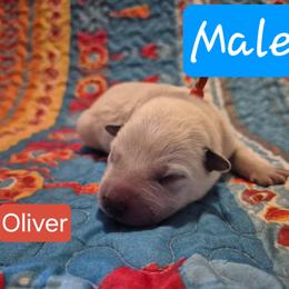 Oliver - Blue male Australian Cattle Dog puppy in Prescott Valley, Arizona from KS Cattle Dogs
