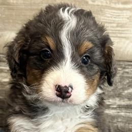 Hank - Blue merle male Bernedoodle puppy in Camden, Michigan from FurEver Friends Finder