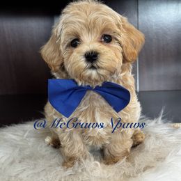 Cavapoo, Maltipoo, and Poodle Puppies from McCraws N Paws