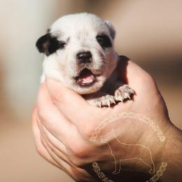 Gandalf (AKC) - Blue male Australian Cattle Dog puppy in Marana, Arizona from Impact 3rd Australian Cattle Dogs