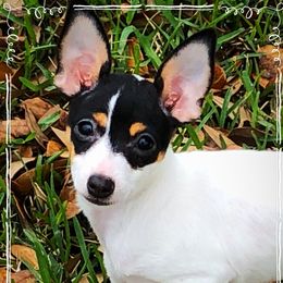 Olive - Toy Fox Terrier