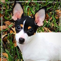 Olive - Toy Fox Terrier