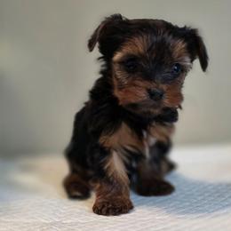 Lilo's Girl 3 - Black and tan female Yorkshire Terrier puppy in Aiken, South Carolina from Sio's Yorkies