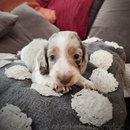 Boy 2 - Dapple male Dachshund puppy in Castalia, North Carolina from Short Stuff Doxies