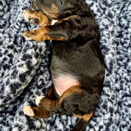 Goldendoodle and Poodle Puppies from SnickerDoodlePups