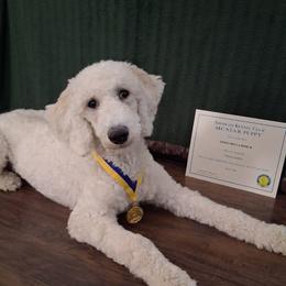 Bella - Poodle