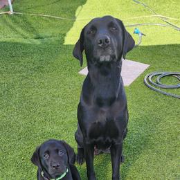 Labrador Retriever Puppies from Steele Caliber Retrievers