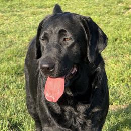 Izzy - Labrador Retriever