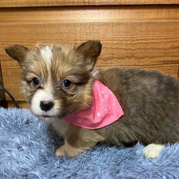 American Corgi and Pembroke Welsh Corgi Puppies from Co-Pilot Corgis