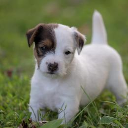 Jack Russell Terrier Puppies from Fleet Street Jack Russell Terriers