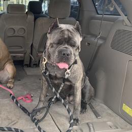 Cane Corso from Angel's Dragons