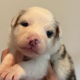 Blue Merle female 1 - Blue merle female Australian Shepherd puppy in Castle Rock, Washington from Zoolo Kennels