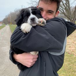 Bernedoodle Puppies from Buckingham's Bernedoodle Buddies
