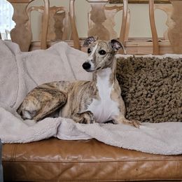 Blair - Whippet