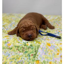 Leccino - Red male Australian Labradoodle puppy in Sacramento, California from Little Farmstead Labradoodles
