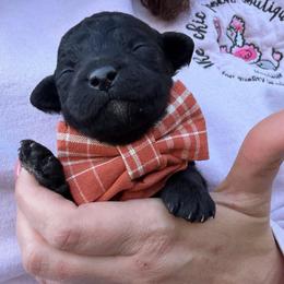 Mew - White and black female Bordoodle puppy in Canfield, Ohio from Poo's Doo's & Inu's