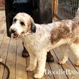 Sophie - Goldendoodle