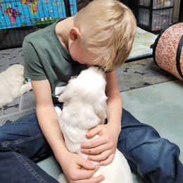 Golden Retriever Puppies from Triple D Ranch
