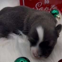 Sloan - AKC - Chocolate sable male Havanese puppy in Verden, Oklahoma from Holcombs Puppy Ranch