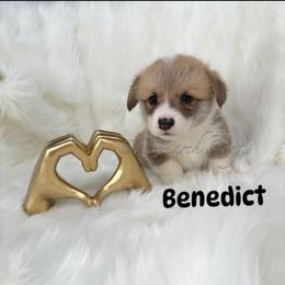 Benedict - Red male Pembroke Welsh Corgi puppy in Denver, Colorado from Monarch Corgis