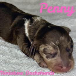 Penny - Dapple female Dachshund puppy in Noble, Oklahoma from Marissa's Dachshunds (BooneDox Mini Dachshunds)