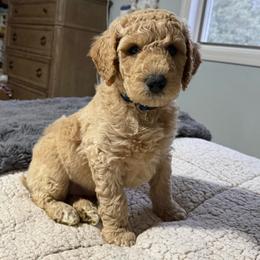 Blue Collar - Apricot male Goldendoodle puppy in Winchester, Tennessee from Mahaffey’s Doodles