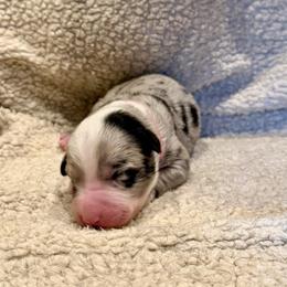 Pink collar - Blue merle female Australian Koolie puppy in West Richland, Washington from KittyHawkKoolies