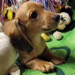 Sandie Marie - Red female Dachshund puppy in Terlton, Oklahoma from CLARK'S BREEDING PROGRAM