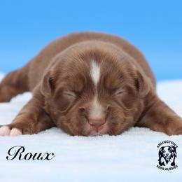 Bali - Red tri male Miniature Australian Shepherd puppy in Weeki Wachee, Florida from Arlington's Mini Aussies
