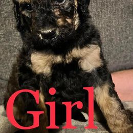 Goldendoodles from Moss Family Goldendoodles