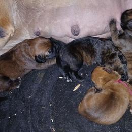 Periwinkle girl - Red female Boerboel puppy in Dowagiac, Michigan from Flanders Kennels LLC